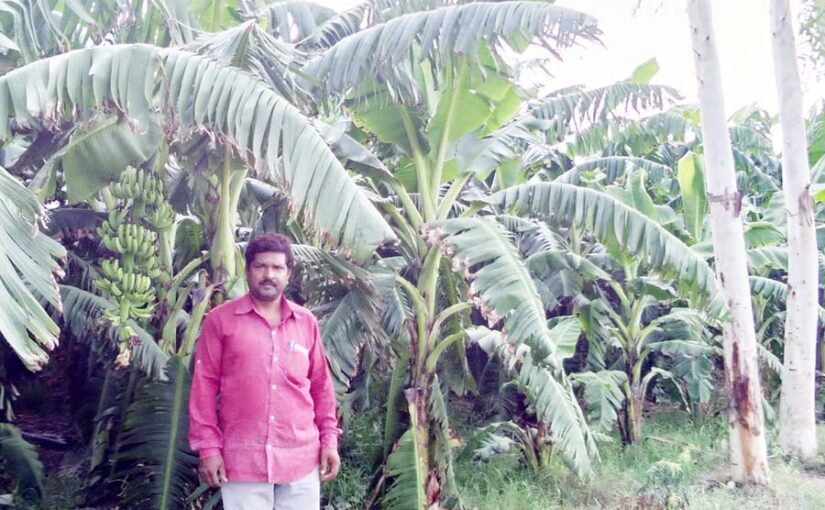 अधिक आय वाली फसलें उगाएं और डेयरी व मत्स्य को बनाए कमाई का जरीया