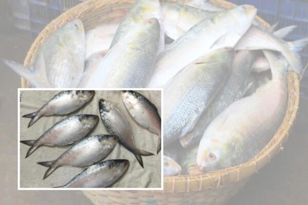 Pulasa Fish: गोदावरी नदी की शान ‘पुलासा’ को है खतरा