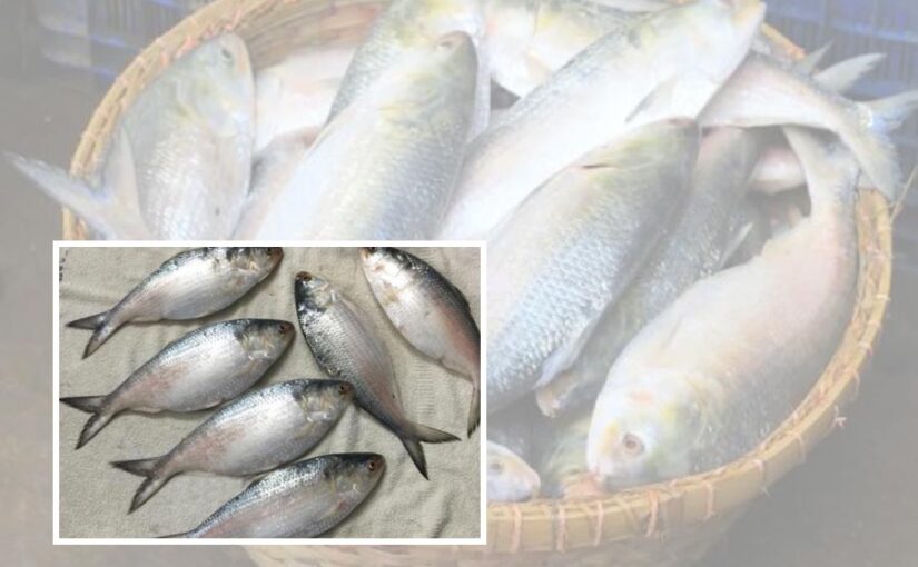 Pulasa Fish: गोदावरी नदी की शान ‘पुलासा’ को है खतरा