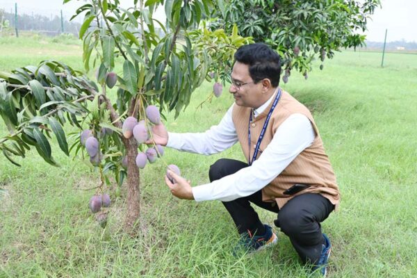Mango Varieties