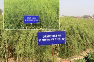 Mustard : सरसों की खेती में बड़ी उपलब्धि