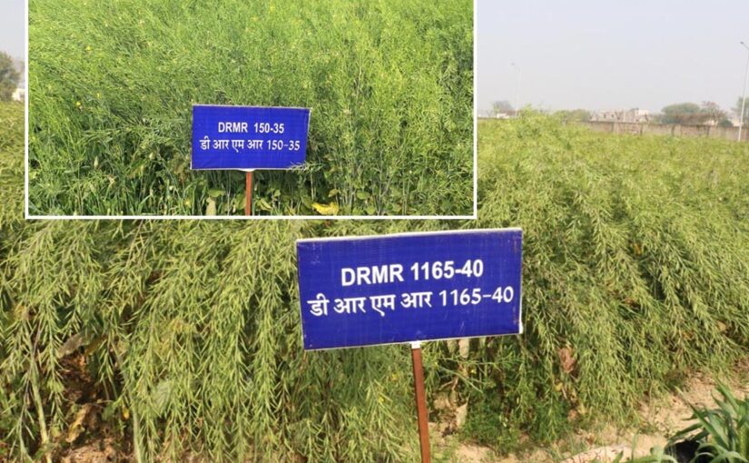 Mustard : सरसों की खेती में बड़ी उपलब्धि