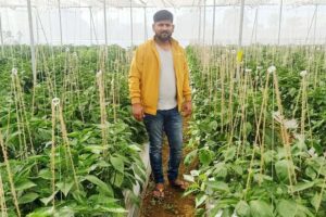 Capsicum : शिमला मिर्च की खेती से मालामाल हुए शशांक पटेल
