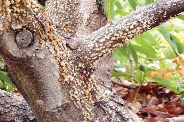 Gummosis : नीबू वर्गीय पौधों में गमोसिस रोग