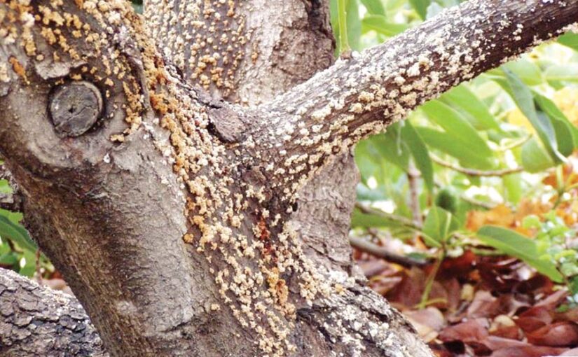 Gummosis : नीबू वर्गीय पौधों में गमोसिस रोग