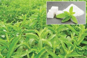 Stevia : स्टीविया मिठास के साथ ज्यादा आमदनी