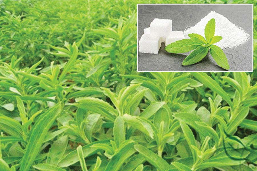 Stevia : स्टीविया मिठास के साथ ज्यादा आमदनी