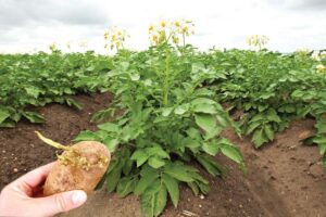 Potato cultivation : आलू की खेती, बीज और मशीन की जानकारी