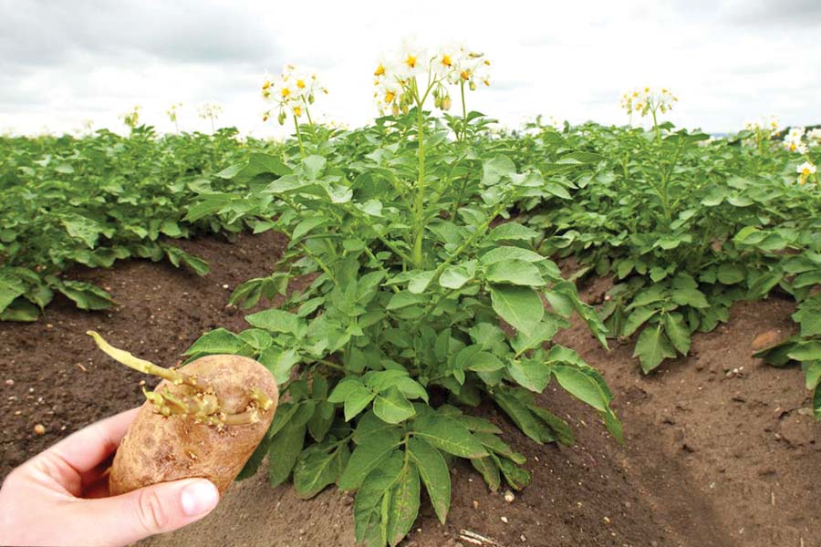 Potato cultivation : आलू की खेती, बीज और मशीन की जानकारी