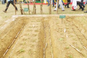 Sugarcane : गन्ना उपज में कमी की वजहें व ज्यादा उपज लेने के सुझाव