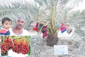 Arabian Dates : अरब के खजूर अब बाड़मेर में