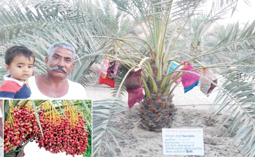 Arabian Dates : अरब के खजूर अब बाड़मेर में