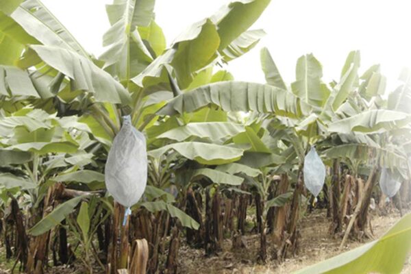 Banana : भारत के उत्तरीमध्य इलाकों में केले की उन्नत खेती