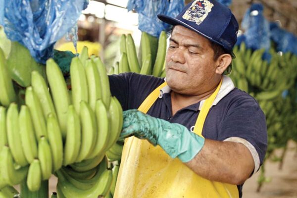 Banana 