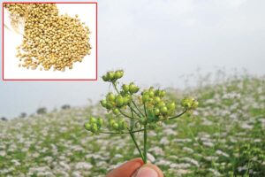 Coriander : खूशबूदार फसल धनिया
