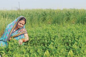 Berseem :बरसीम सर्दियों का हरा चारा