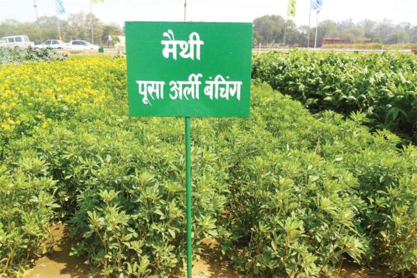 fenugreek