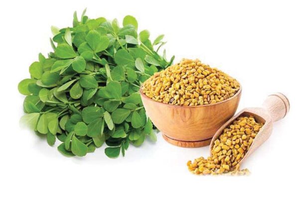 fenugreek : मेथी की वैज्ञानिक खेती