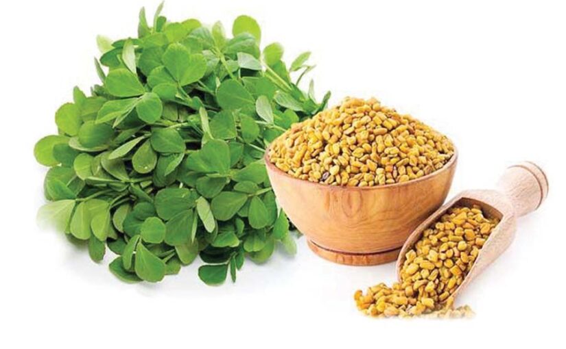 fenugreek : मेथी की वैज्ञानिक खेती