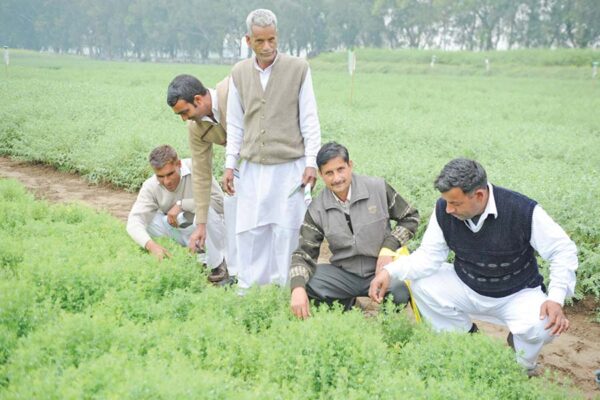 Rabi Pulse Crops : रबी दलहनी फसलों में संतुलित पोषक तत्त्व प्रबंधन