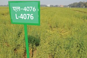 Rabi Pulse Crops