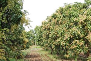 कैसे बनाएं किसान बगीचे (Garden) रूपरेखा