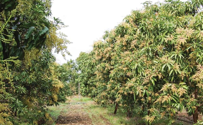 कैसे बनाएं किसान बगीचे (Garden) की रूपरेखा