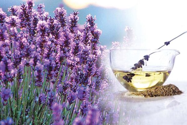 Lavender