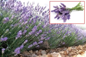 Lavender