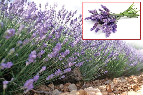 Lavender : लवेंडर की व्यावसायिक खेती