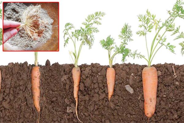 Carrot Seeds : गाजर के बीज की उत्पादन तकनीक