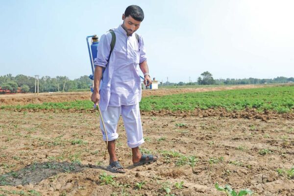 Pesticides : बेअसर क्यों हो रहे हैं कीटनाशक