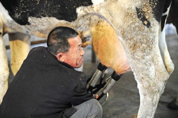 Milk Tapping Machine : डेरी का मंत्र दूध दोहन यंत्र