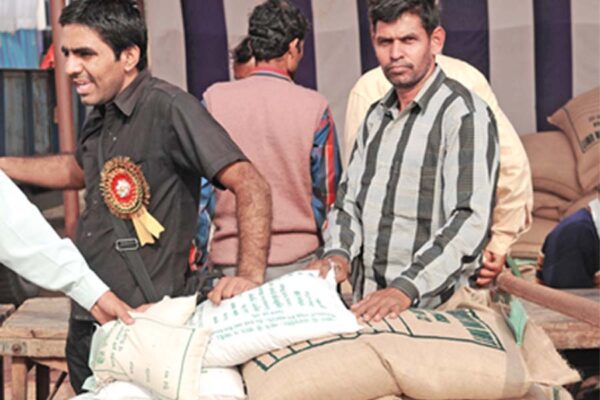 Seed Companies 