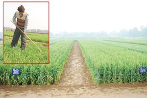 Wheat Farming : गेहूं की उन्नत व टिकाऊ खेती