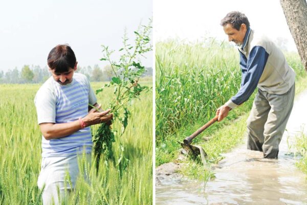 Wheat Farming