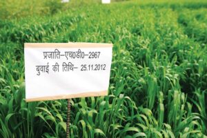 Wheat Watiety