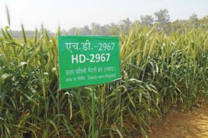 Wheat Variety