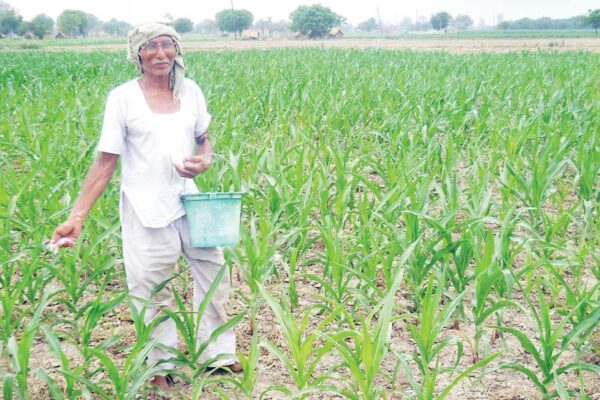 Maize