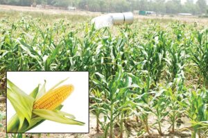 Maize : रबी मक्के की आधुनिक खेती