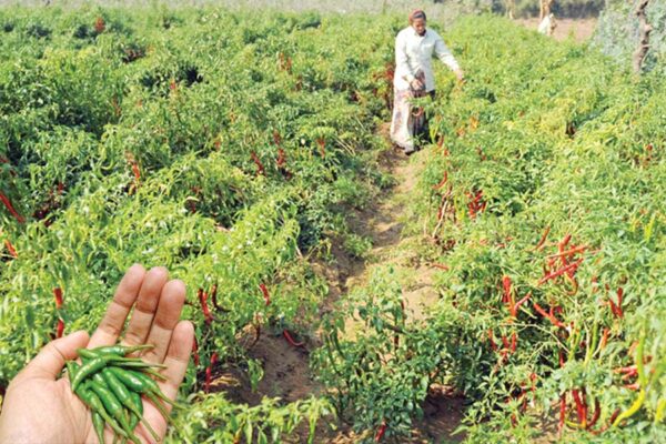 Chilli Cultivation