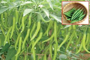 Chilli Cultivation  : मिर्च की वैज्ञानिक खेती से अच्छी फसल