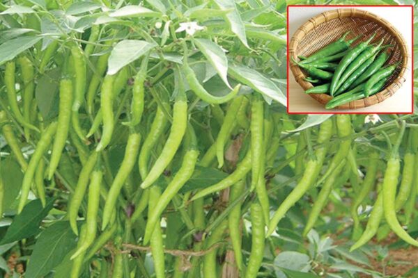 Chilli Cultivation  : मिर्च की वैज्ञानिक खेती से अच्छी फसल