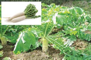 Radish : भारत में मूली की खेती: किस्में, उर्वरक, सिंचाई और मुनाफा