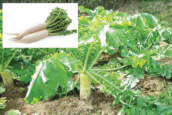 Radish : भारत में मूली की खेती: किस्में, उर्वरक, सिंचाई और मुनाफा
