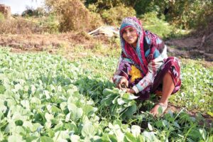 Unwanted Plants : सब्जियों की फसल को खरपतवार से बचाएं