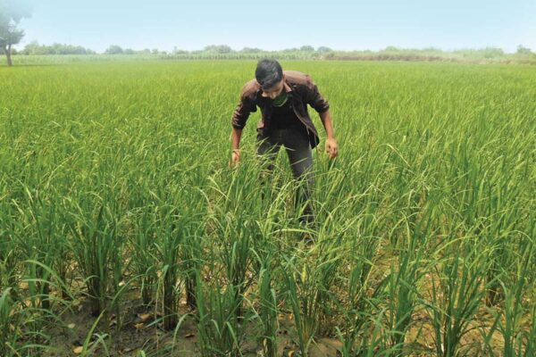 Rainy Season : बरसात के महीनों में खेती