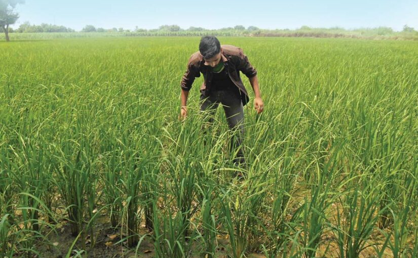 Rainy Season : बरसात के महीनों में खेती