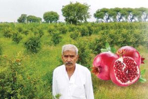 Pomegranate : अनार की खेती करने का सही तरीका