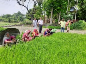 August : अगस्त माह के खेतीबारी से जुड़े खास काम